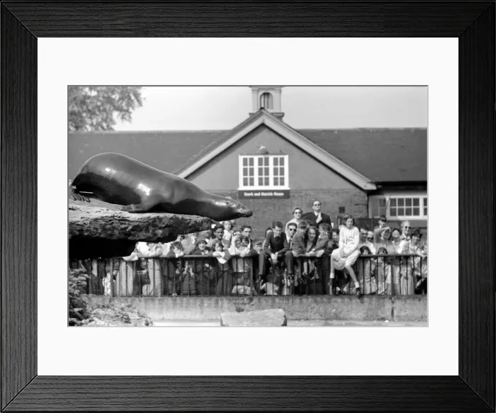 Framed Print : Sealion at London Zoo. 1965 C87B-001 Framed Print : Sealion at London Zoo. 1965 C87B-001