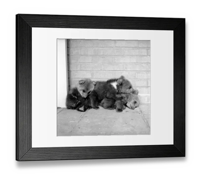 Framed Print : Brown bears cubs at Whipsnade Zoo. 1965 C46-002