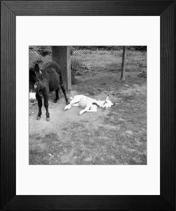 Framed Print : Four week old donkey foal seen here with mother. 1961 C49A Framed Print : Four week old donkey foal seen here with mother. 1961 C49A