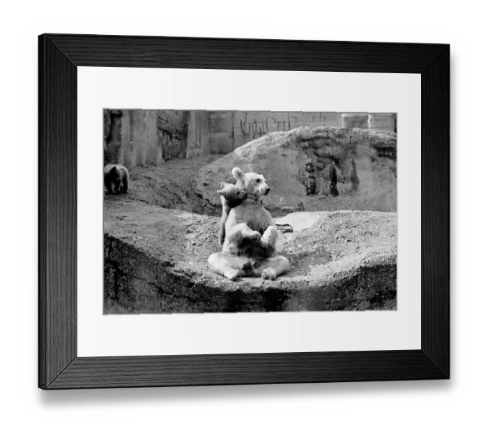 Framed Print : Brown bear and cub at London Zoo. 1965 C87-005 Framed Print : Brown bear and cub at London Zoo. 1965 C87-005