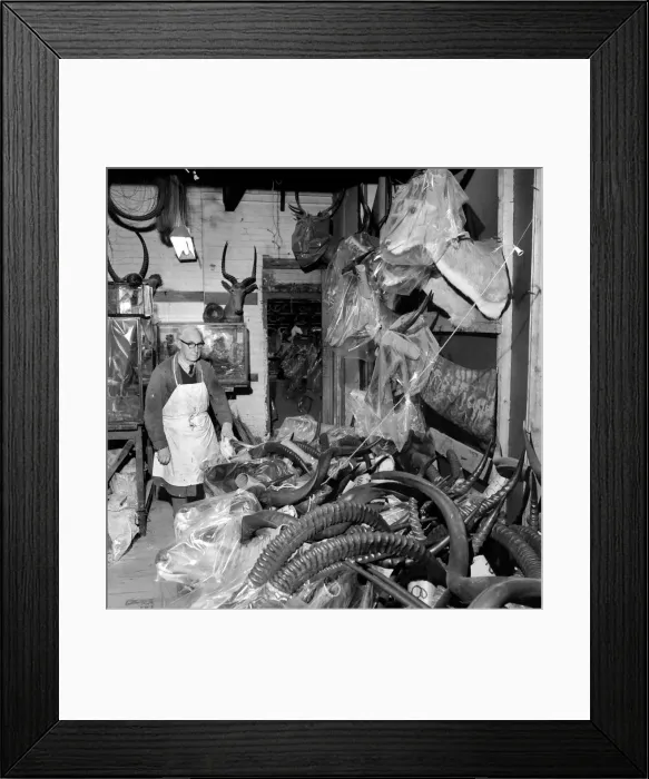 Framed Print : Craftsmen at work in a taxidermist workshop, seen here sorting through antlers Circa 1964 Framed Print : Craftsmen at work in a taxidermist workshop, seen here sorting through antlers Circa 1964