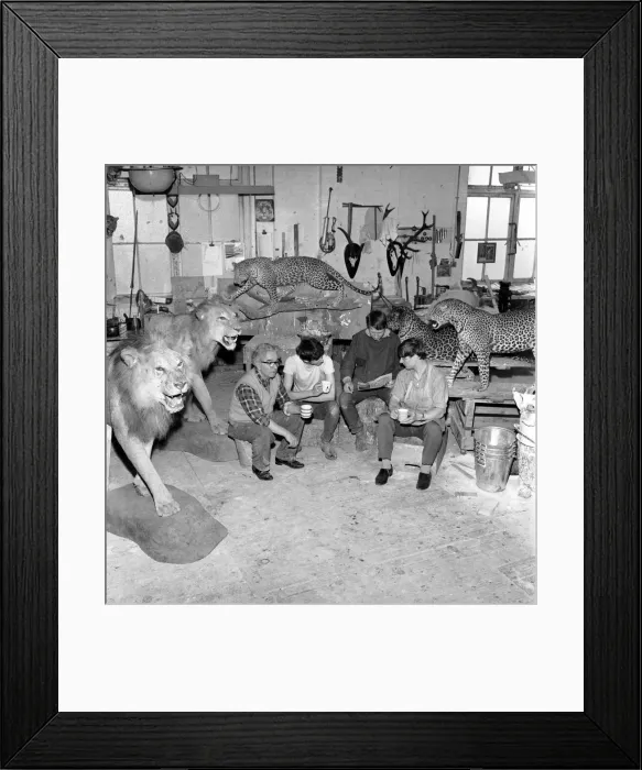 Framed Print : Craftsmen at work in a taxidermist workshop seen here taking a tea break amongst the big