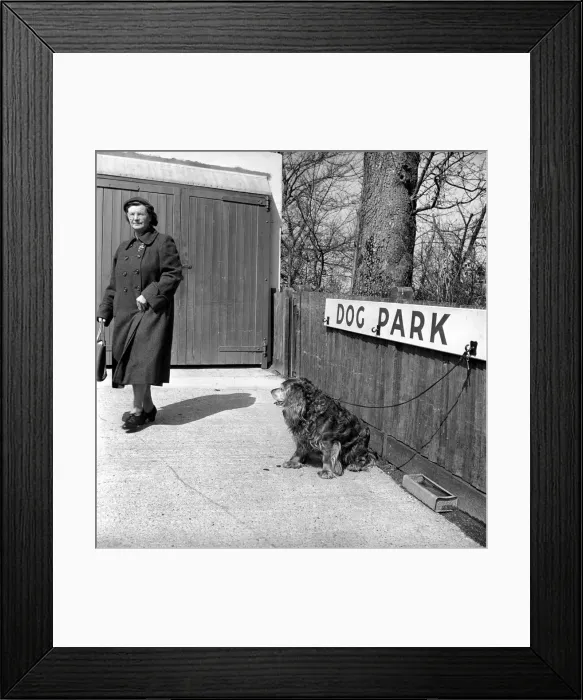 Framed Print : Dog owners leave their dogs in the Dog Park at F. Lawrence and Sons a Eastbourne butcher Framed Print : Dog owners leave their dogs in the Dog Park at F. Lawrence and Sons a Eastbourne butcher