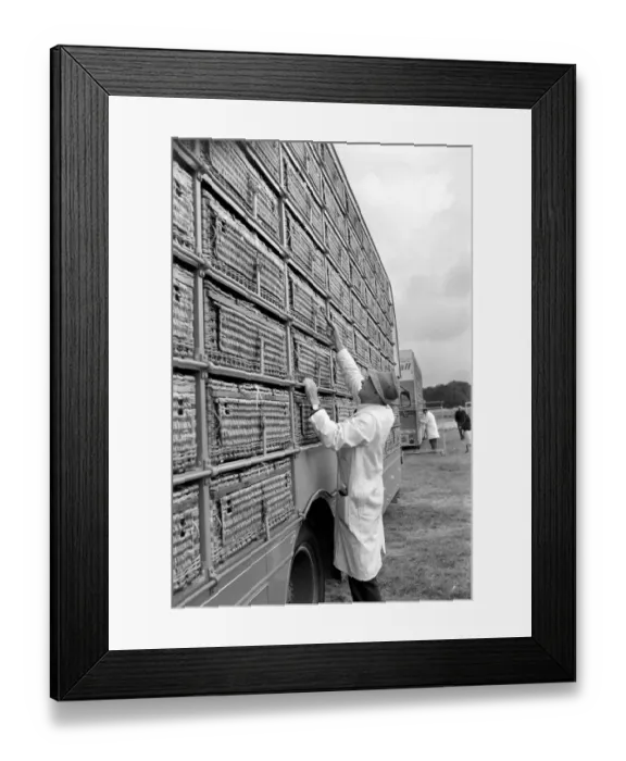 Framed Print : Millions of Pigeon Racing enthusiasts love their birds Framed Print : Millions of Pigeon Racing enthusiasts love their birds