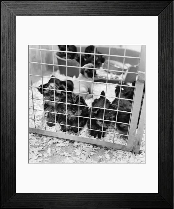 Framed Print : Some of the abandon puppies at a animal charity re-homing centre for unwanted Framed Print : Some of the abandon puppies at a animal charity re-homing centre for unwanted