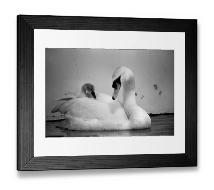 Framed Print : This swan and its cygnets were found on a Motorway. The mother of the cygnet had beed Framed Print : This swan and its cygnets were found on a Motorway. The mother of the cygnet had beed
