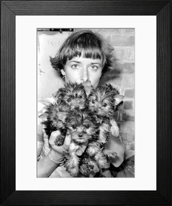 Framed Print : One of the kennel maids at a animal charity re-homing centre for unwanted Framed Print : One of the kennel maids at a animal charity re-homing centre for unwanted