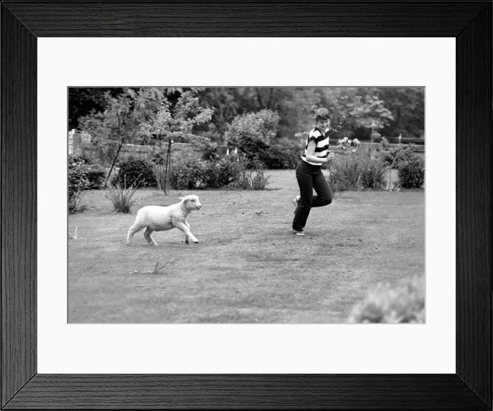 Framed Print : Woman feeding and grooming Larry the lamb. June 1980 Framed Print : Woman feeding and grooming Larry the lamb. June 1980