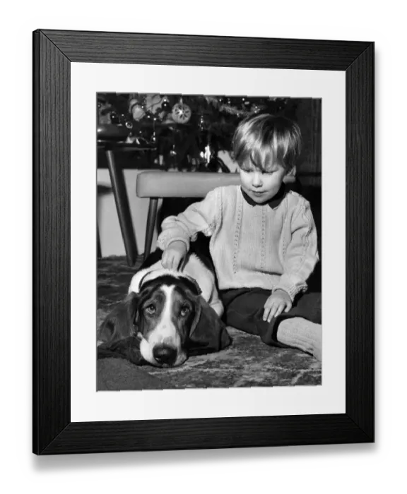 Framed Print : Young boy at home playing his pet Basset hound dog. December 1971 P007449 Framed Print : Young boy at home playing his pet Basset hound dog. December 1971 P007449