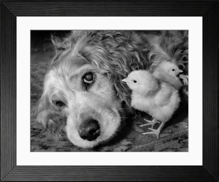 Framed Print : Tired looking dog lying down on the carpet with two young chicks for company Framed Print : Tired looking dog lying down on the carpet with two young chicks for company