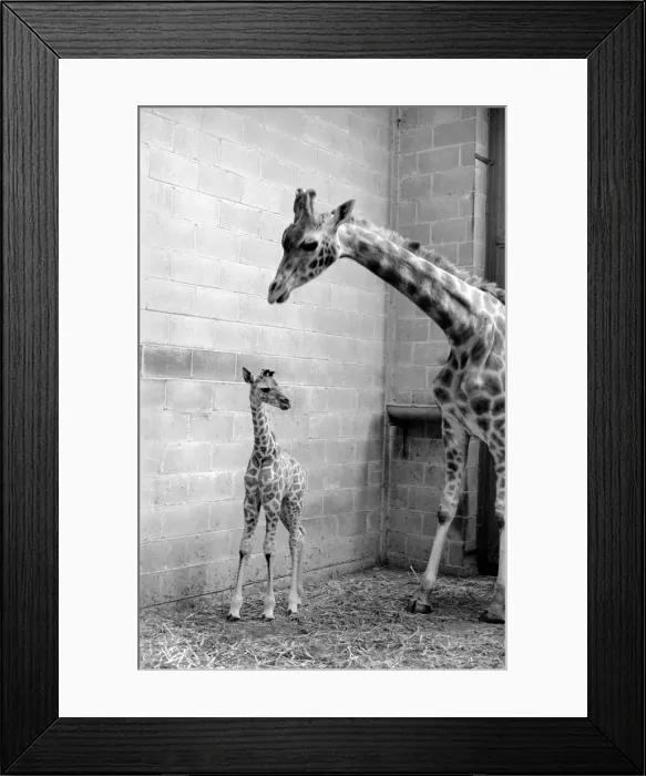 Framed Print : Rebecca seen here with her mother Jezebel at Chessington Zoo Framed Print : Rebecca seen here with her mother Jezebel at Chessington Zoo