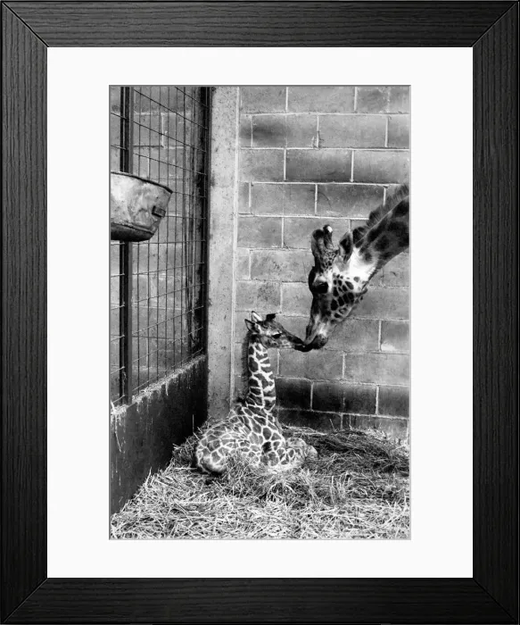 Framed Print : A Motherly Kiss for Rebecca: Rebecca gets a loving kiss from her mother Jezebel Framed Print : A Motherly Kiss for Rebecca: Rebecca gets a loving kiss from her mother Jezebel