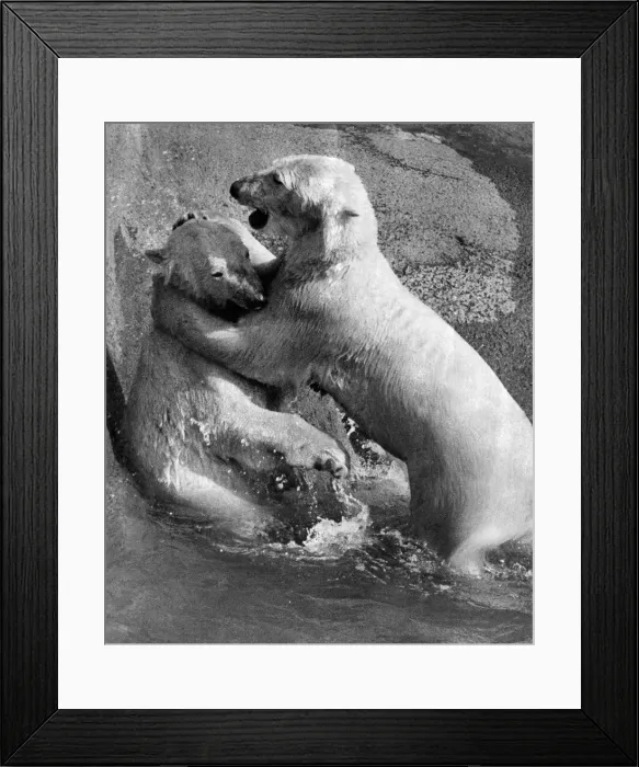 Framed Print : Polar bear couple Pipaluk and Sabrina have a quiet cuddle by the side of the pool