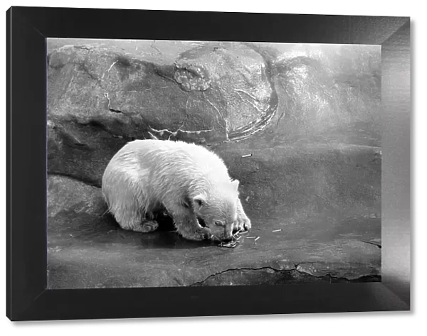 Polar Bears at Bristol Zoo. April 1975 75-2224-001
