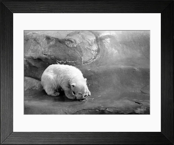 Framed Print : Polar Bears at Bristol Zoo. April 1975 75-2224-001