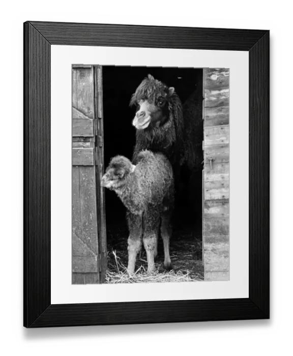Framed Print : Bactrian camel and young at Whipsnade Zoo. Circa 1969 P007490 Framed Print : Bactrian camel and young at Whipsnade Zoo. Circa 1969 P007490
