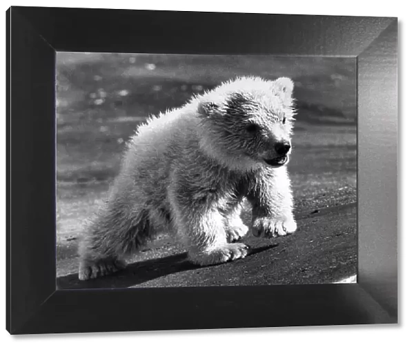 Dougan the polar bear cub. April 1973 P007485