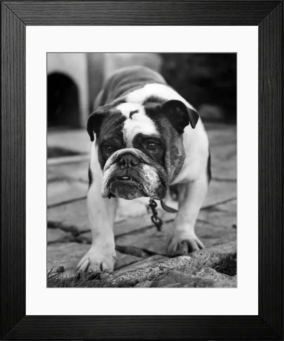 Framed Print : Butch the British bulldog. March 1981 P007460 Framed Print : Butch the British bulldog. March 1981 P007460