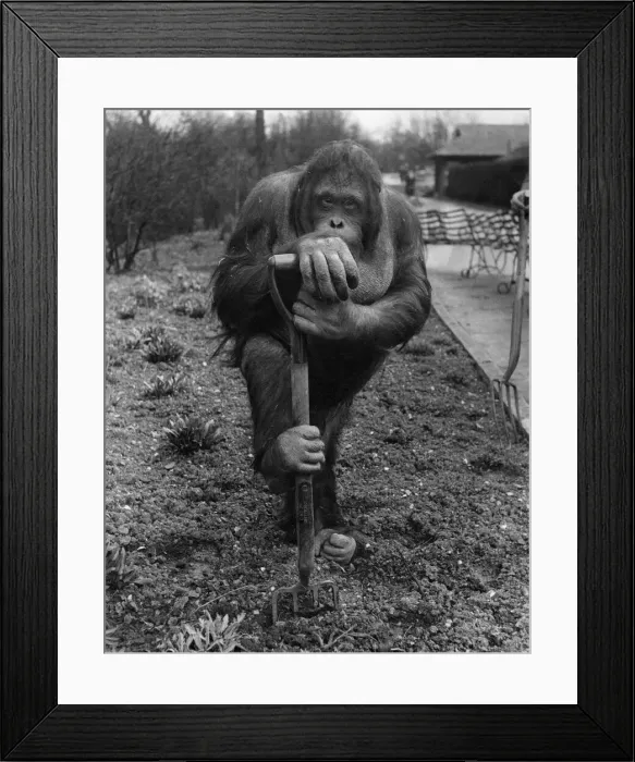 Framed Print : Animals: Monkeys Orang-Utang. Easter Holiday Fred, the orang-outang fork sticking in Framed Print : Animals: Monkeys Orang-Utang. Easter Holiday Fred, the orang-outang fork sticking in