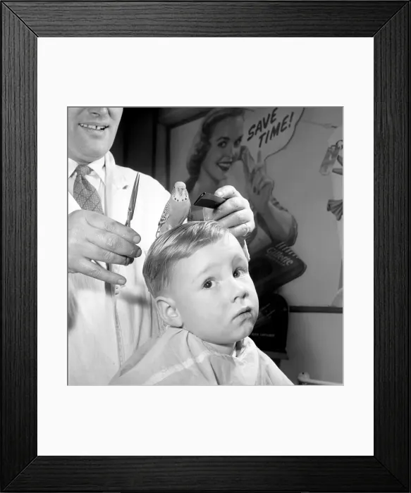 Framed Print : Barber Shop Humour: Mr. Jim Reid with Billy the Budgie seen here at the barber shop