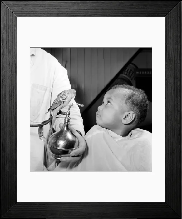 Framed Print : Barber Shop Humour: Mr. Jim Reid with Billy the Budgie seen here at the barber shop Framed Print : Barber Shop Humour: Mr. Jim Reid with Billy the Budgie seen here at the barber shop