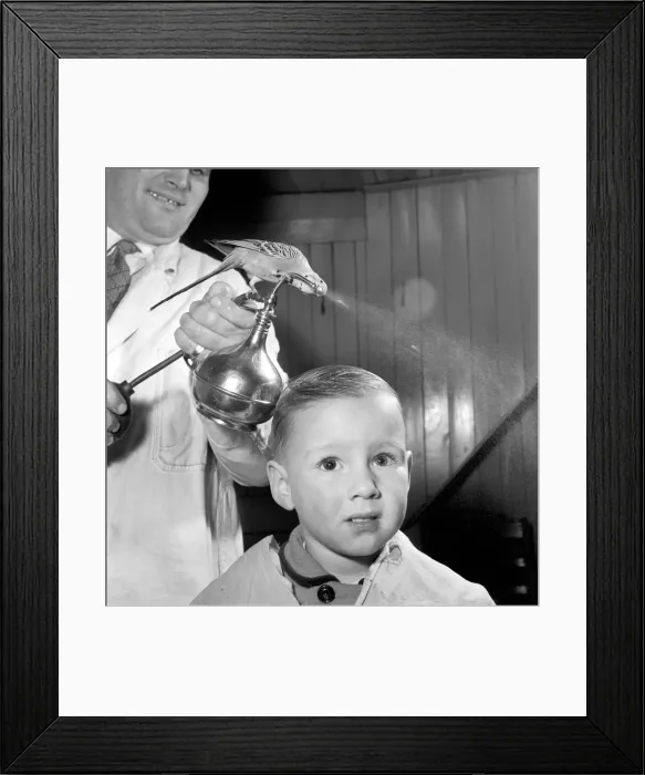 Framed Print : Barber Shop Humour: Mr. Jim Reid with Billy the Budgie seen here at the barber shop Framed Print : Barber Shop Humour: Mr. Jim Reid with Billy the Budgie seen here at the barber shop
