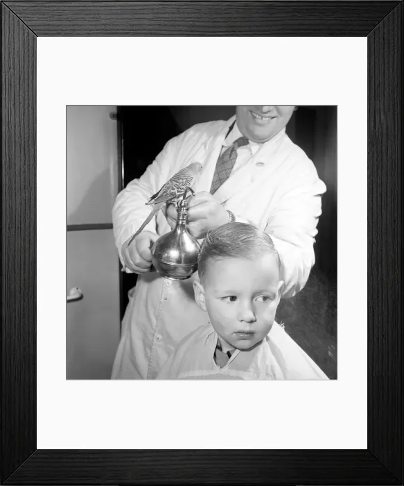 Framed Print : Barber Shop Humour: Mr. Jim Reid with Billy the Budgie seen here at the barber shop Framed Print : Barber Shop Humour: Mr. Jim Reid with Billy the Budgie seen here at the barber shop