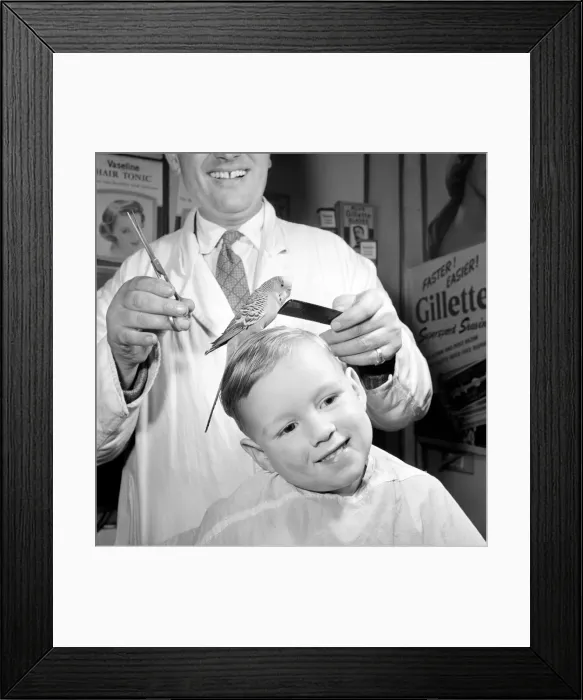 Framed Print : Barber Shop Humour: Mr. Jim Reid with Billy the Budgie seen here at the barber shop Framed Print : Barber Shop Humour: Mr. Jim Reid with Billy the Budgie seen here at the barber shop