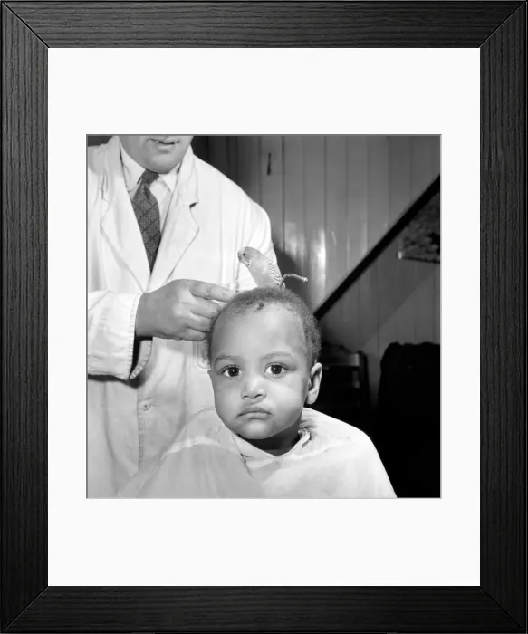 Framed Print : Barber Shop Humour: Mr. Jim Reid with Billy the Budgie seen here at the barber shop