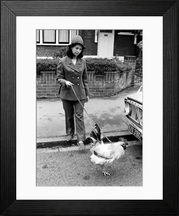Framed Print : Family pet Cockerel. 1964 C123-021
