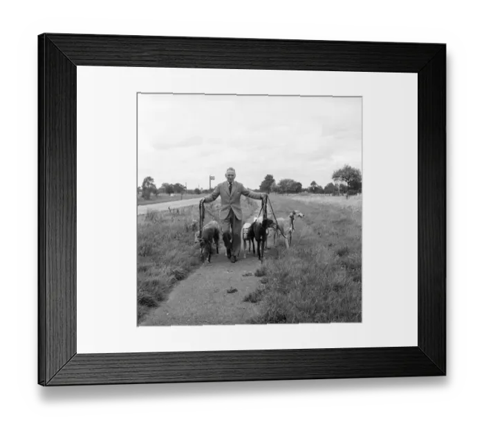 Framed Print : Man and Greyhounds: Frank Sanderson seen here at his St