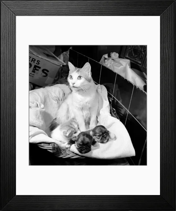 Framed Print : Cat who is fostering abandoned puppies. 1959 Framed Print : Cat who is fostering abandoned puppies. 1959
