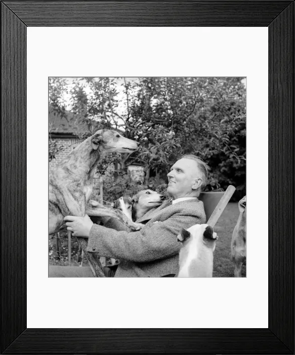 Framed Print : Man and Greyhounds: Frank Sanderson seen here at his St Framed Print : Man and Greyhounds: Frank Sanderson seen here at his St