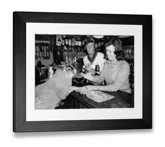 Framed Print : Eric the six-month-old lamb with Alan and Sheila Maughan Framed Print : Eric the six-month-old lamb with Alan and Sheila Maughan