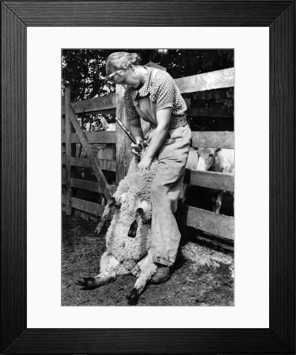 Framed Print : Womens Land Army. Miss Williams give a pill through a tube to a sheep. August 1941