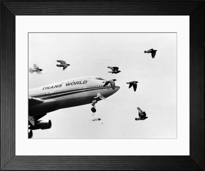 Framed Print : A flock of pigeons stream into the flight path of a jumbo jet coming in to land