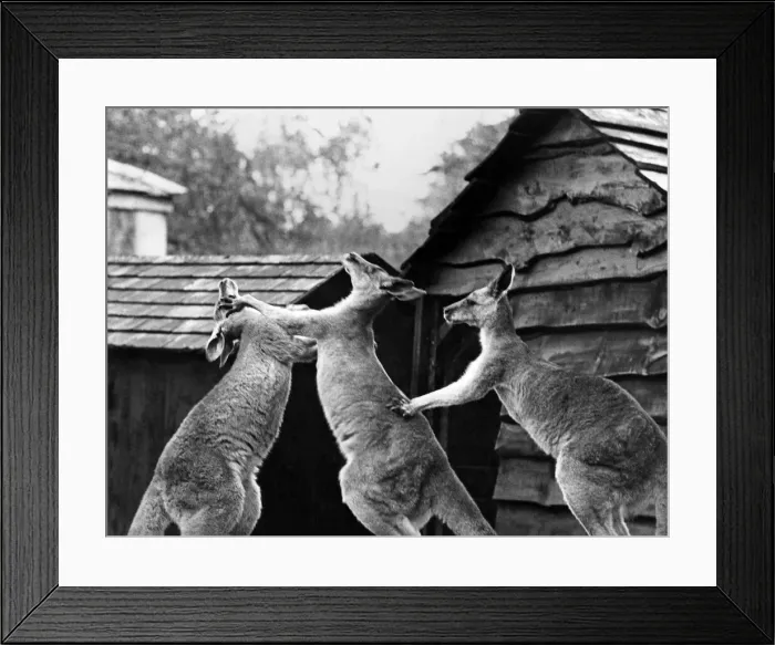 Framed Print : Two kangaroos fighting at Bristol Zoo. August 1965 Framed Print : Two kangaroos fighting at Bristol Zoo. August 1965