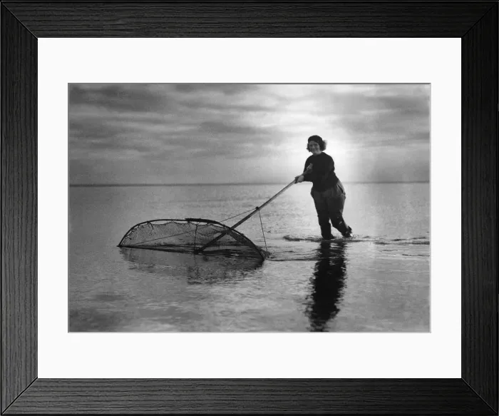 Framed Print : Mrs Wilkinson a hardy fisherwoman, pushing her shrimping net through the sea Framed Print : Mrs Wilkinson a hardy fisherwoman, pushing her shrimping net through the sea