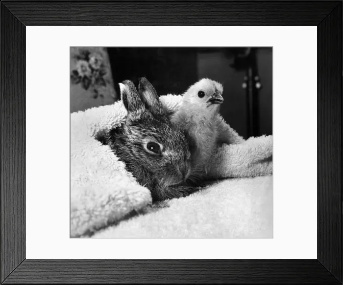 Framed Print : The easter bunny seen here with the easter chick. P000652