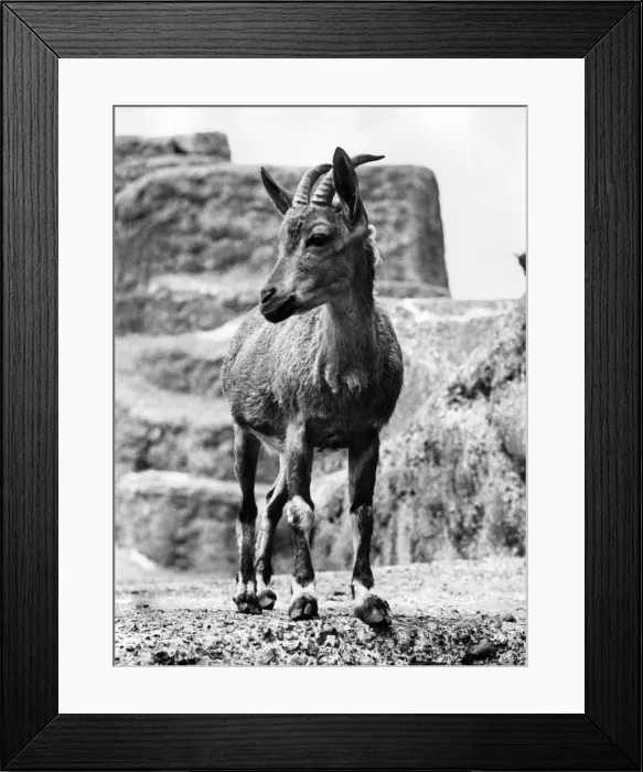 Framed Print : The Nutrai Ibex at the Thompson Zoo. June 1934 Framed Print : The Nutrai Ibex at the Thompson Zoo. June 1934