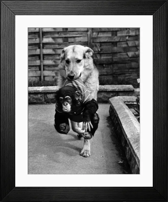 Framed Print : Taurus, the alsatian guard dog at Southampton Zoo has volunteered Framed Print : Taurus, the alsatian guard dog at Southampton Zoo has volunteered