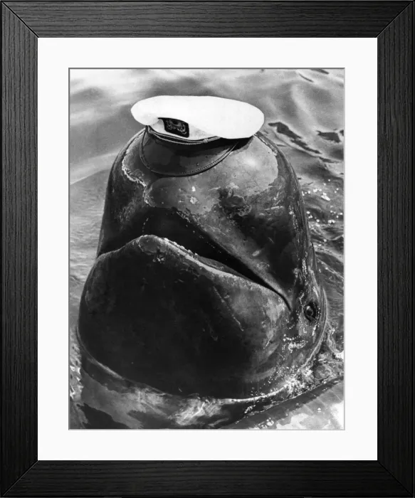 Framed Print : Bubbles the whale is a star attraction at Marineland of the Pacific in California, U. S. A Framed Print : Bubbles the whale is a star attraction at Marineland of the Pacific in California, U. S. A