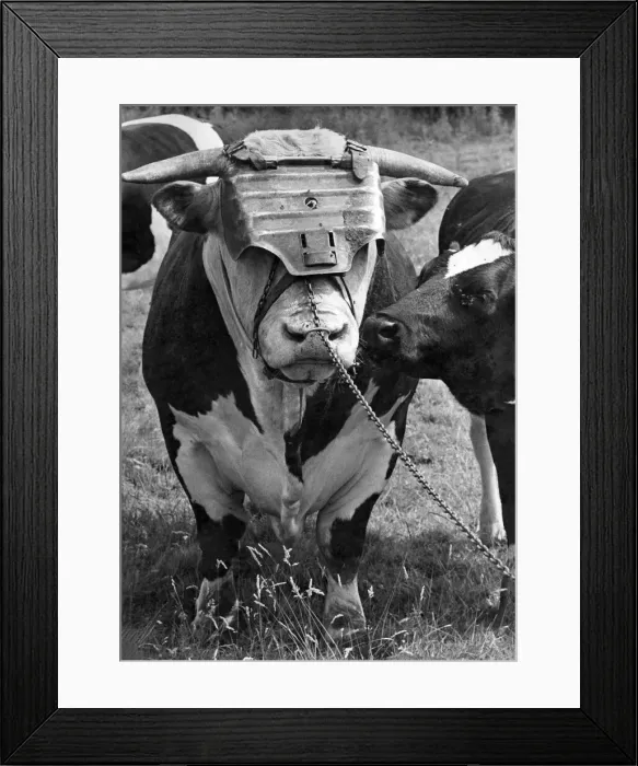 Framed Print : Boscobel Bill, a bull wearing a faceguard. August 1968 Framed Print : Boscobel Bill, a bull wearing a faceguard. August 1968