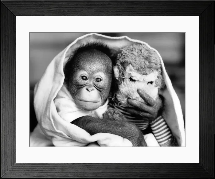 Framed Print : A three-day-old baby oran utan born at Twycross Zoo in Leicestershire with his woolly Framed Print : A three-day-old baby oran utan born at Twycross Zoo in Leicestershire with his woolly