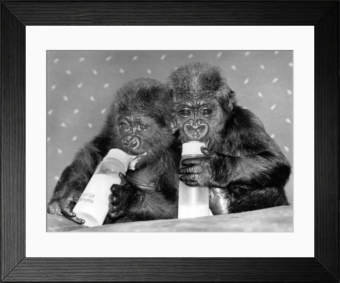 Framed Print : Two baby orphan gorillas Tamirilla (left) and Tambabi drinking milk from their bottles