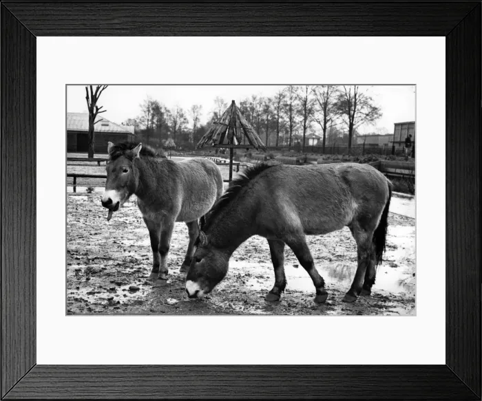 Framed Print : Two Przewalski wild horses. Circa 1980