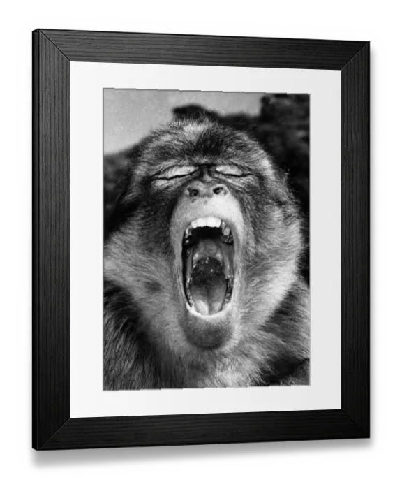 Framed Print : Arthur Ape shouting for his food in his cage at the zoo Circa 1980 Framed Print : Arthur Ape shouting for his food in his cage at the zoo Circa 1980