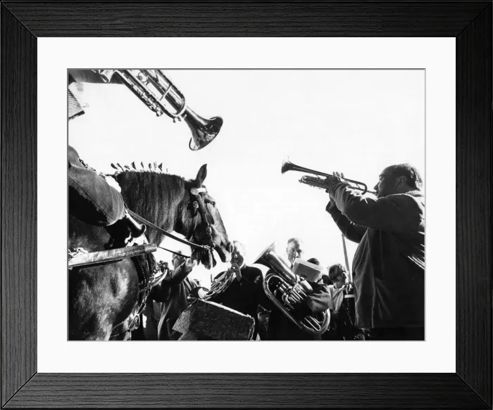 Framed Print : As horses go, Steve is a trifle long in the tooth. Yet nobody at his birthday party would Framed Print : As horses go, Steve is a trifle long in the tooth. Yet nobody at his birthday party would