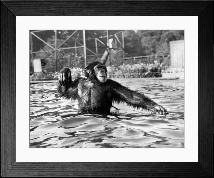 Framed Print : James the chimpanzee jumps into the pool to get a better view of the seals at Southampton Framed Print : James the chimpanzee jumps into the pool to get a better view of the seals at Southampton