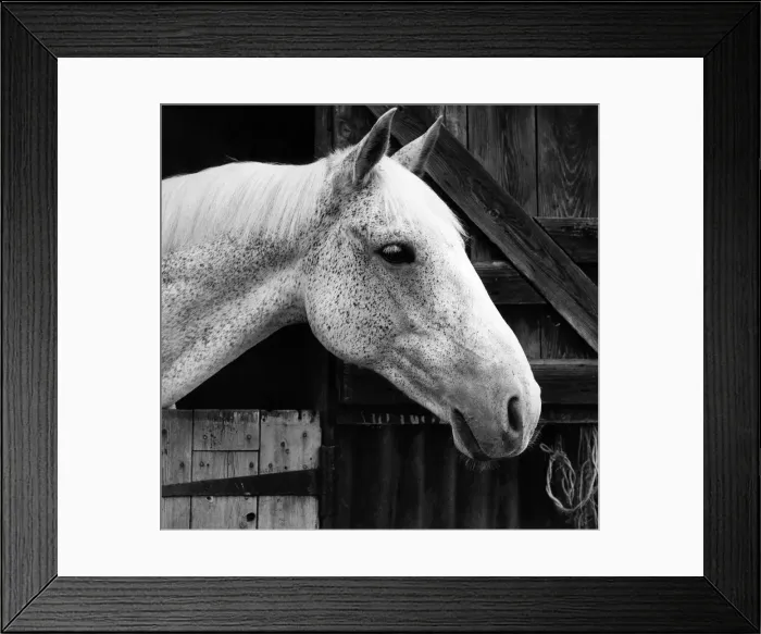 Framed Print : A horse leaning his head out from his stable Circa 1965 Framed Print : A horse leaning his head out from his stable Circa 1965